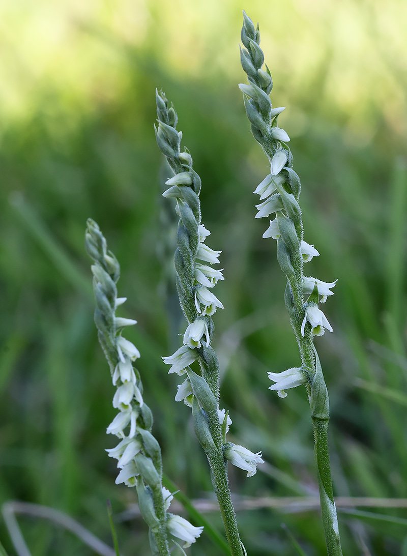 autumn lady's tresses